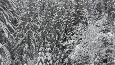 冬天，在漫天飞舞的雪花下，白雪覆盖着高耸的松树